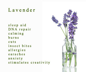 Free Lavender Essential oil